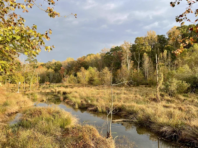 A photo of wetlands surrounded by trees dressed in golden fall foliage