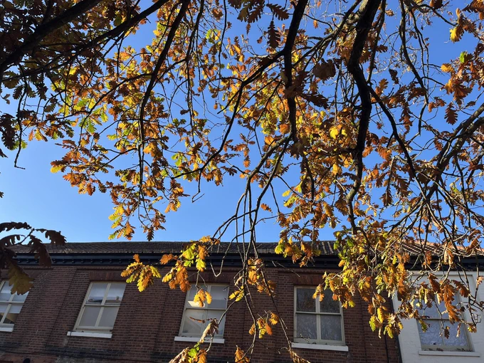 Tree with yellow and orange leaves