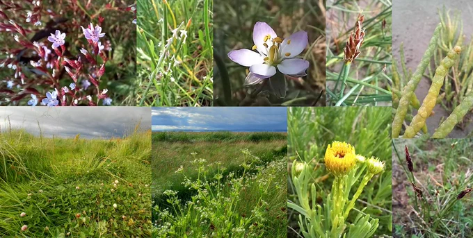 Limonium humile; Parapholis strigosa; Spergularia media; Blysmus rufus; Salicornia dolichostachya; Limbarda crithmoides; Apium graveolens; Trifolium fragiferum.