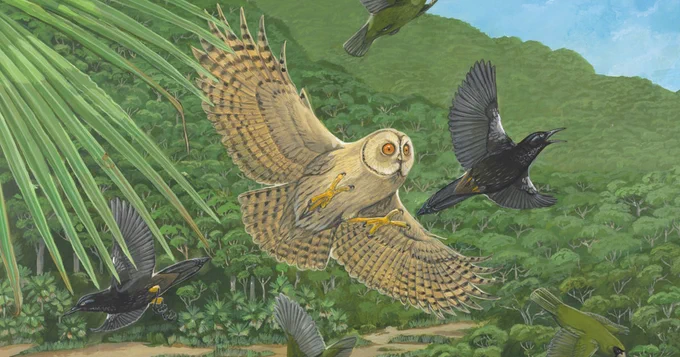 Colour drawing of an owl-like bird in flight