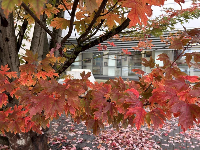 autumn trees at USW