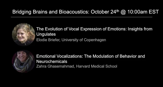 Bridging Brains and Bioacoustics seminar for October 24th at 10:00am

Elodie Briefer, University of Copenhagen : The Evolution of Vocal Expression of Emotions: Insights from Ungulates

Zahra Ghasemahmad, Harvard Medical School : Emotional Vocalizations: The modulation of Behavior and Neurochemicals