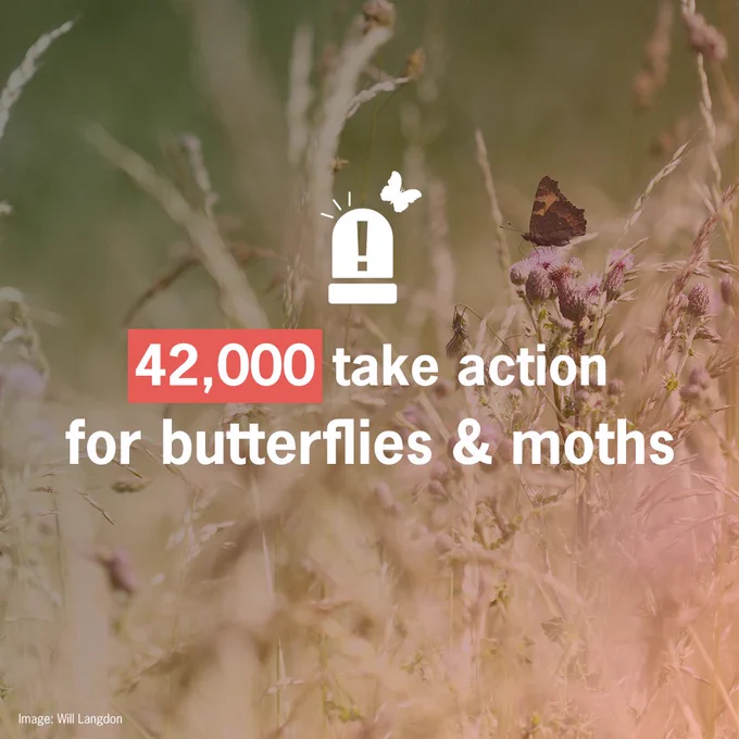 Small Tortoiseshell butterfly perched on a thistle amongst long grass. Text overlay reads: "42,000 take action for butterflies & moths" with a butterfly and alarm white graphic above the text. Photo credit Will Langdon