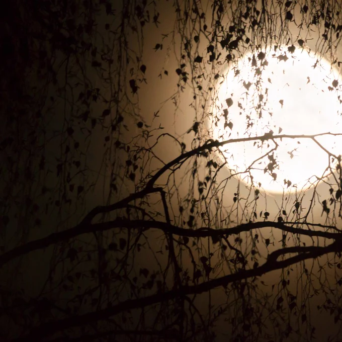 Moon with branches