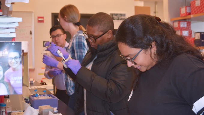 Brain Organoid Hub workshop participants performing immunostaining of young cortical organoids.