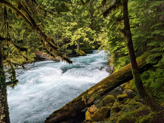 Photo of a river surrounded by trees, ferns, and lots of moss.
