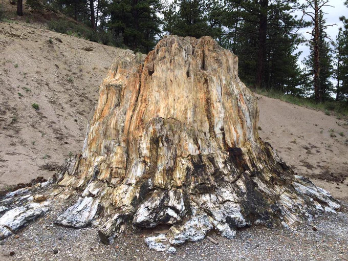 A massive, petrified tree stump is one of the fossilized remnants of an ancient forest 