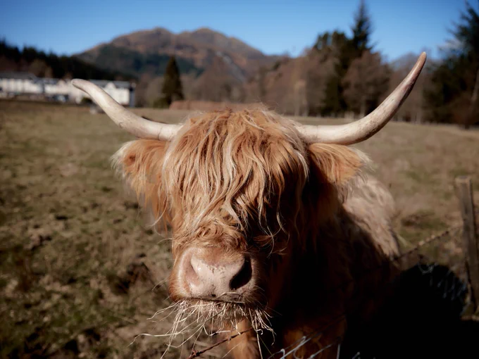 A Highland cow with long horns and shaggy fur grazing in a field, with mountains and a clear sky in the background.