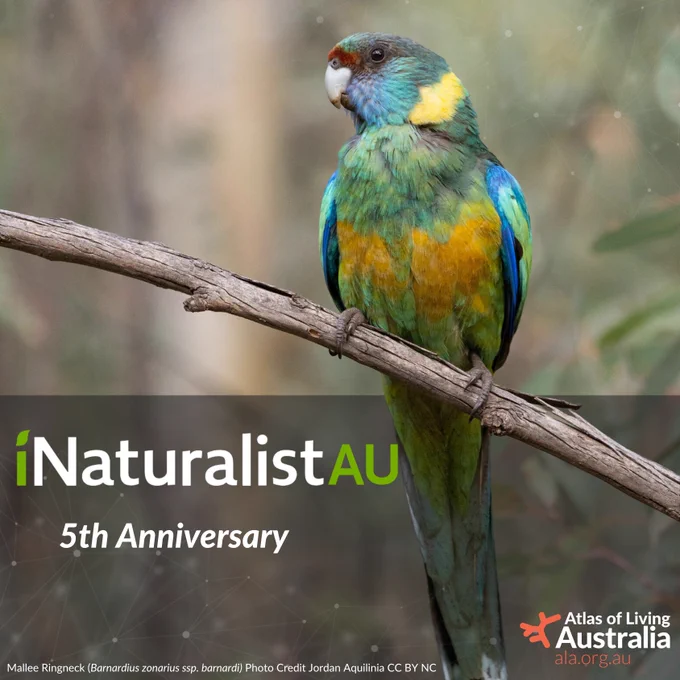 Mallee ringneck parrot (Barnardius zonarius spp. barnardi) perched on a branch against the iNaturalist Au logo 