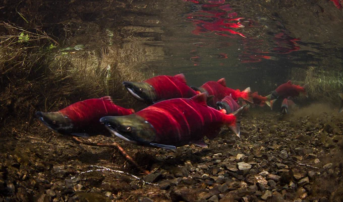 Bright red sockeye salmon swim in a school