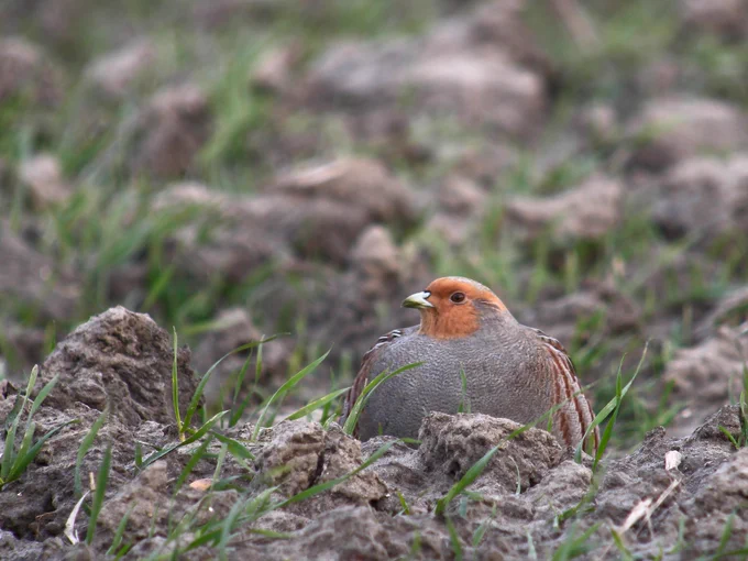 Grey partridge. Photo: Frank Vassen , Wikimedia Commons