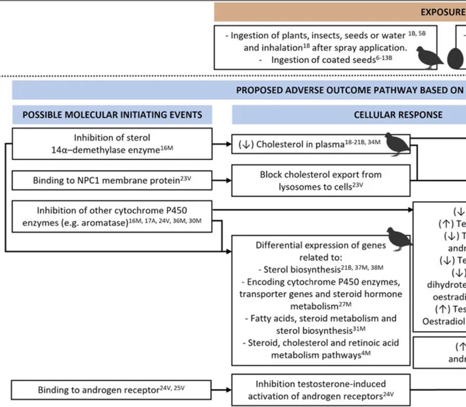 Cropped part of Fig. 1 from the article: Ways of exposure of birds and eggs and the proposed adverse outcome pathway based on triazoles effects on bird reproduction. 