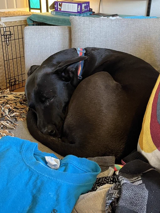 Black lab curled up in a ball sleeping