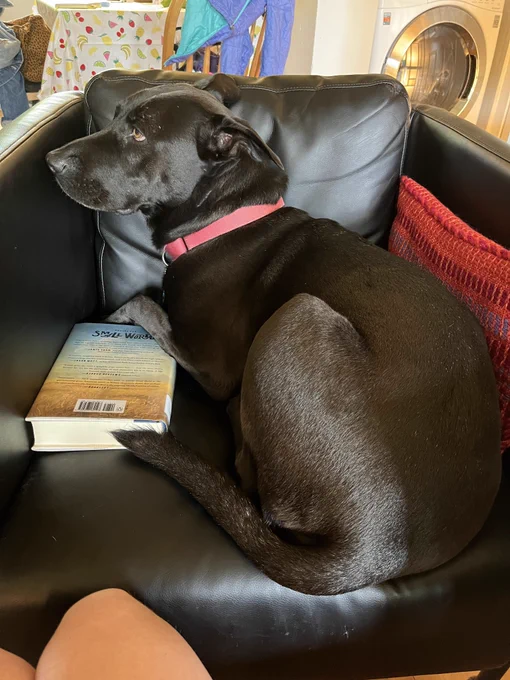 Black lab curled up on a black armchair with its paw resting on a hardcover book.