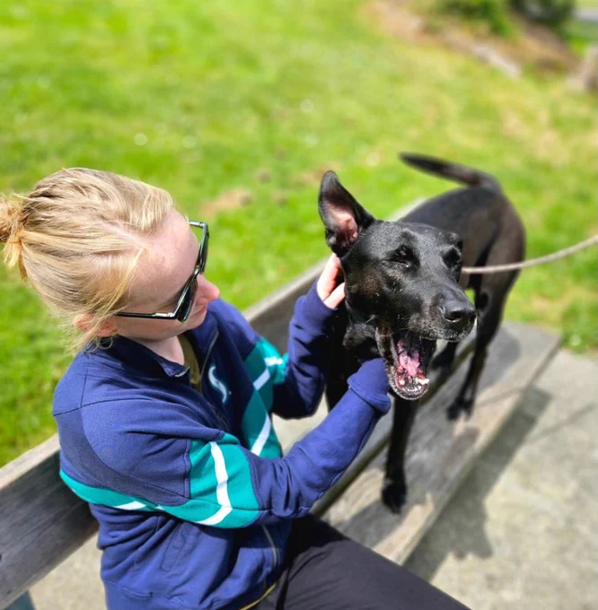 Black lab on a leash standing on a bench and giving a big smile while a woman with blond hair pets the dog. 