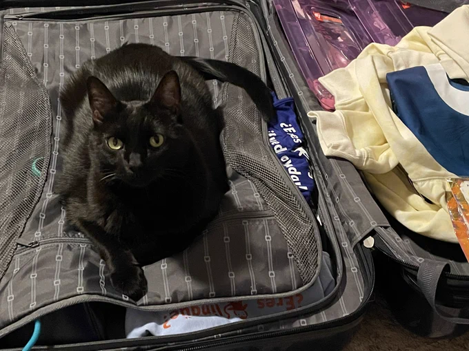 Nikolai, a large black cat, sits on top of an open suitcase containing Teaching Solved shirts and paraphernalia.