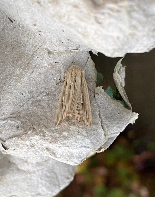 Shoulder-striped Wainscot!