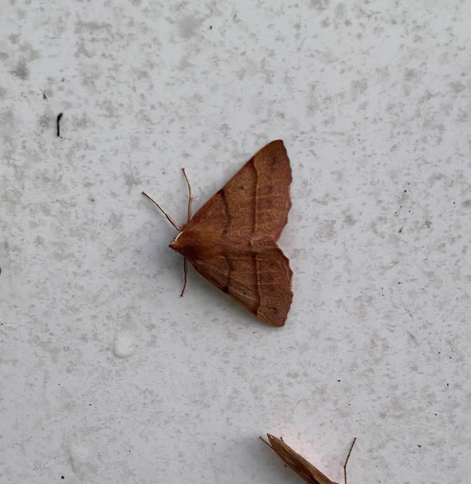 Feathered Thorn in the gloom