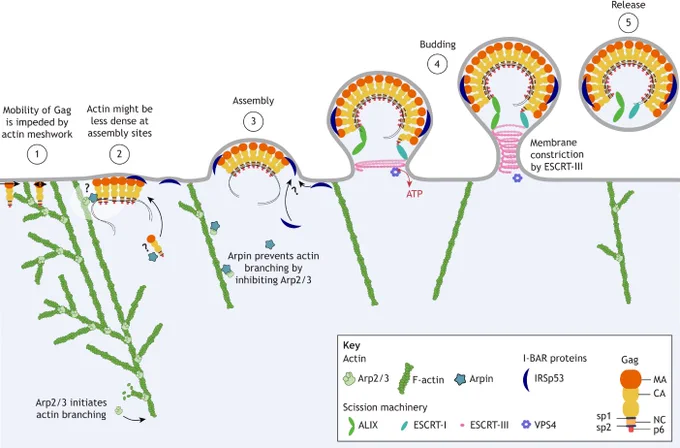 Hypothetical schematic representation of how actin-associated host cell factors that sense and promote membrane curvature – including the I-BAR domain-containing protein IRSp53, the Arp2/3-inhibitory cofactor Arpin and the ESCRT scission machinery – might facilitate HIV-1 assembly.
