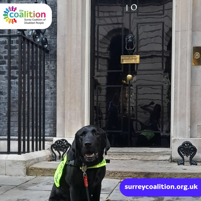 Image two is of Rowley a black Labrador and assistance dog outside the Number 10 door.