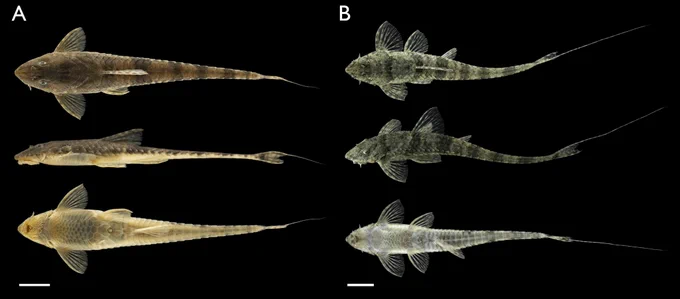 Paratypes of Rineloricaria giua. Photographs by José Luis Londoño-López, Colección de Ictiología de la Universidad de Antioquia.