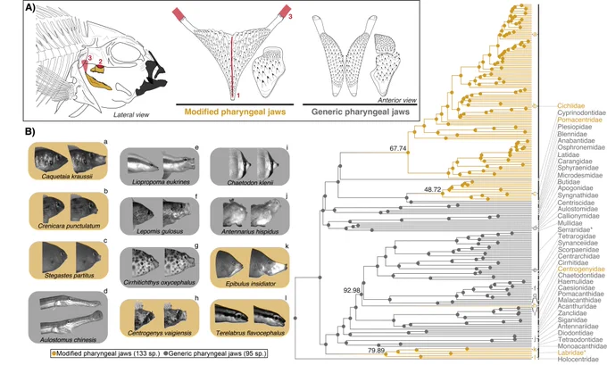 Figure 1 from the paper. Illustrations of the the oral (lateral view; shaded in black) and pharyngeal (lateral view; shaded in gold) jaw structures involved in prey capture and processing function are shown at the top.  Photos show closed mouth (left) and maximum gape (right) stages of feeding motions for a subset of 12 species. There is a phylogeny on the right hand side plotting a stochastic character map shows the relatedness of the 228 study species across 43 acanthomorph families and the evolutionary character history of the MPJ