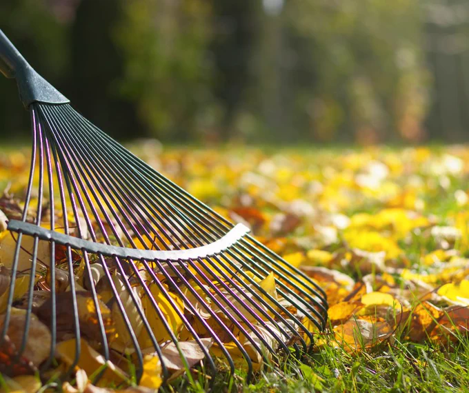 A rake with a pile of fallen leaves. 