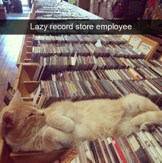 an orange cat laying among rows of cds with a caption that says “lazy record store employee”