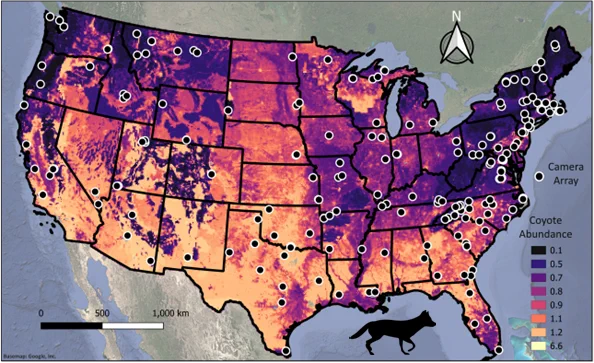 Map of coyote abundance across the USA