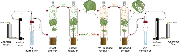 Schematic representation of the experimental setup for volatile exposure.