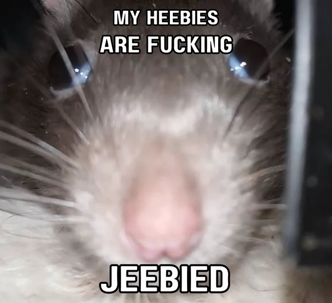 An uncomfortable close-up of a boggling brown rat. The caption reads: MY HEEBIES ARE FUCKING JEEBIED.

Rat from u/NitroDameGaming via Reddit. Edit by me.