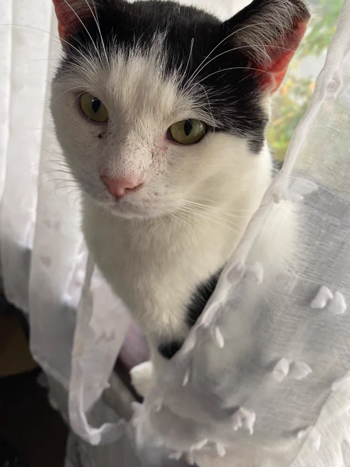 Photo shows a black and white cat sitting on a window sill. 