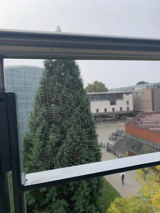 Spider web covered in mist on the African Studies Library balcony