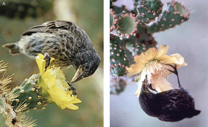 Two images of the Cactus finch, with one on the left showing a young individual foraging from a bright yellow flower, and the one on the right showing a dark individual clinging upside down on a muted yellow flower. Both show the length and size of their legs and beak adapted for foraging. 