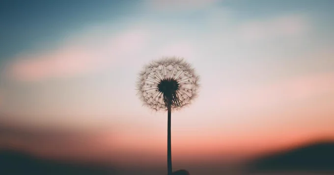 Image of a dandelion