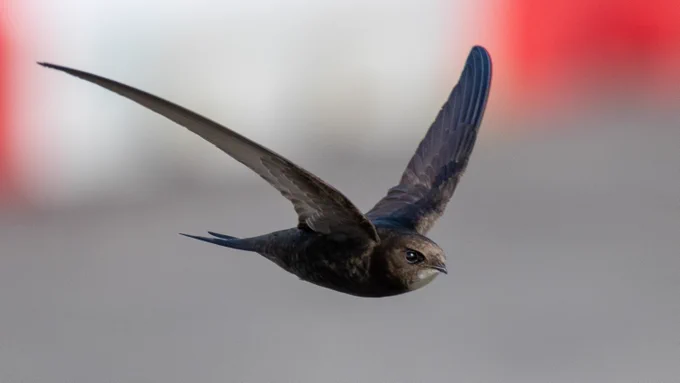 A swift on the wing