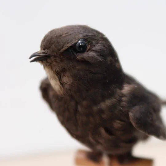a specimen of a Swift 