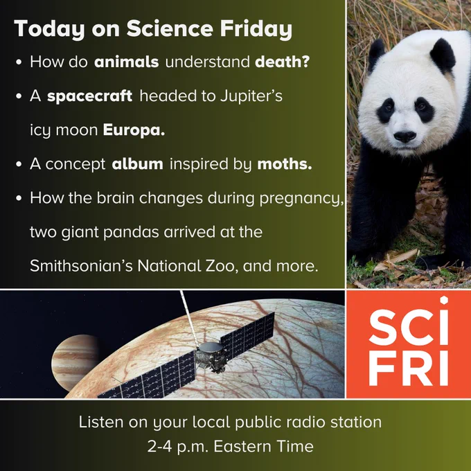 Today on Science Friday 
How do  animals understand  death 
A spacecraft headed to Jupiter’s icy moon Europa. 
A concept album  inspired by moths
How the brain changes during pregnancy, two giant pandas arrived at the Smithsonian’s National Zoo, and more.
Listen on your local public radio station 2-4 p.m. Eastern Time. 
