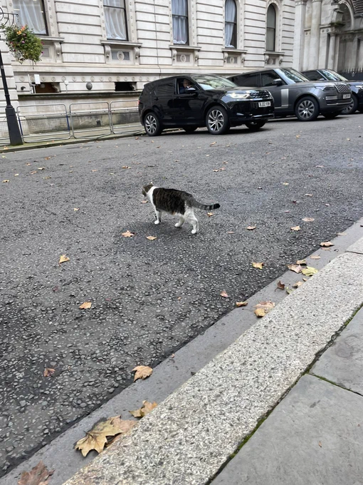 A cat walking away