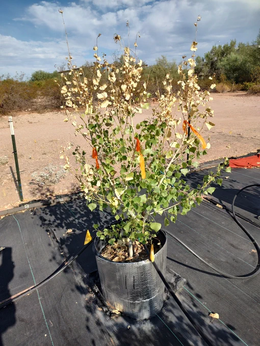 Disruption of leaf cooling led to leaf mortality in Fremont cottonwood trees during an extreme heatwave. 

CREDIT: Dan Koepke