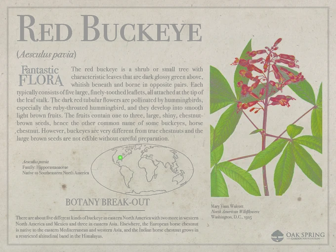 The red buckeye is a shrub or small tree with characteristic leaves that are dark glossy green above, whitish beneath and borne in opposite pairs. Each typically consists of five large, finely-toothed leaflets, all attached at the tip of the leaf stalk. The dark red tubular flowers are pollinated by hummingbirds, especially the ruby-throated hummingbird, and they develop into smooth light brown fruits. The fruits contain one to three, large, shiny, chestnut-brown seeds, hence the other common name of some buckeyes, horse chestnut. However, buckeyes are very different from true chestnuts and the large brown seeds are not edible without careful preparation.

There are about five different kinds of buckeye in eastern North America with two more in western North America and Mexico and three in eastern Asia. Elsewhere, the European horse chestnut is native to the eastern Mediterranean and western Asia, and the Indian horse chestnut grows in a restricted altitudinal band in the Himalayas.