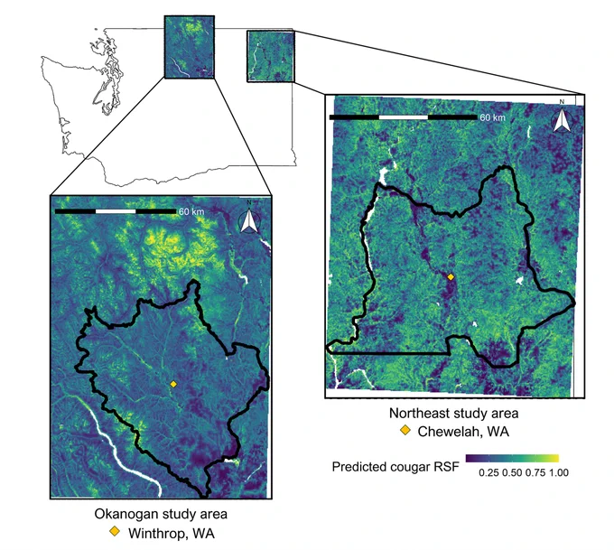  Predicted relative probability of selection for cougars in summer (July 1 – Sept 30) in the Okanogan (left) and Northeast (right) study areas in Washington, USA. From 2017 – 2021, cougars and wolves were monitored in both study areas, mule deer were monitored in the Okanogan study area, and elk and white-tailed deer were monitored in the Northeast study area with GPS collars. Values predicted from a resource selection function (RSF) were rescaled between 0 and 1 and used to represent habitat conditions associated with cougar distributions that might influence prey movements.