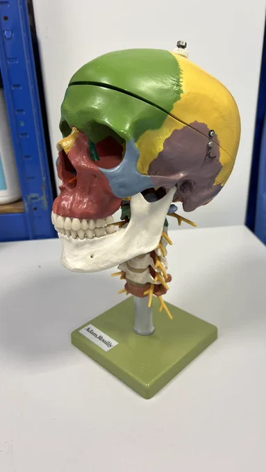 Skull 3d model.