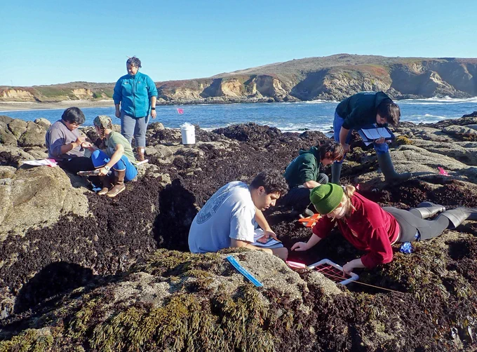 Students gathered in small groups on rocky coastline draped with kelp, conducting fieldwork.
