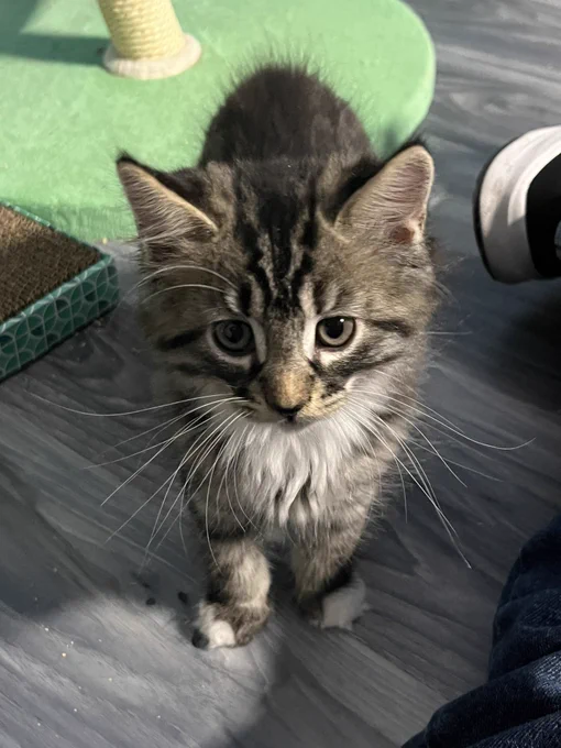 Dashi, a very fluffy brown tabby kitten. He has a white bib, little white fuzzy toes, and very long whiskers with a slight upward curl to them.