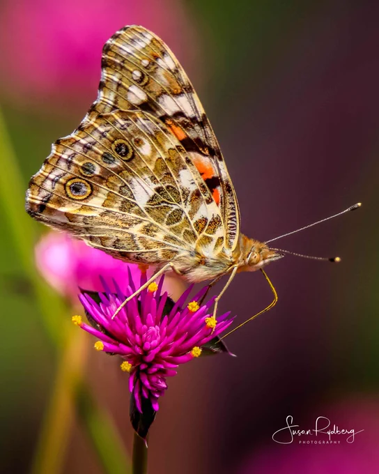 This stunning close-up photograph captures the intricate beauty of a painted lady butterfly resting delicately on a vibrant pink flower. The butterfly's richly patterned wings, adorned with shades of orange, black, and white, contrast beautifully with the soft petals of the flower, creating a striking visual harmony. The fine details of the butterfly's wings are accentuated, showcasing the delicate scales and intricate markings that define its species. The background, softly blurred, allows the viewer to focus on the butterfly and flower, immersing them in this moment of serene beauty. This image beautifully illustrates the delicate interplay between nature's colors and forms, inviting admiration for both the butterfly and its floral companion.

© Susan Rydberg