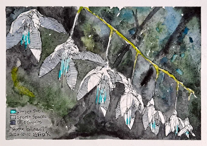 watercolor sketch of Styrax bolinasii