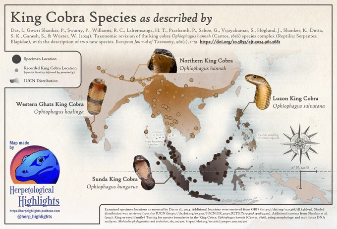 map of king cobra species ranges / distributions, showing O. hannah in the north, O. salvatana in the east, O. bungarus in the south, and O. kaalinga in the west.