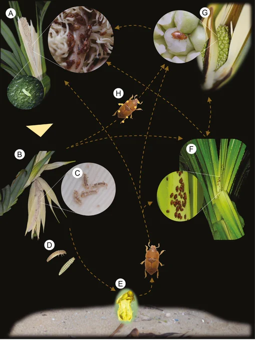 Lifecycle of the amystrops beetle and its association with the padanus plant. 