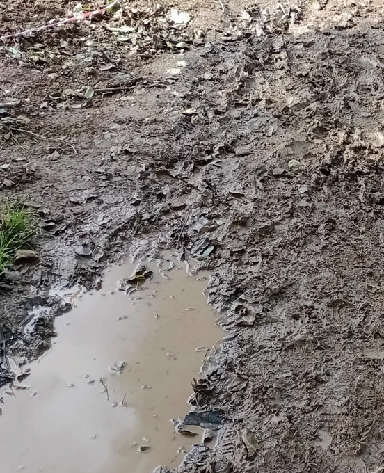 A muddy puddle surrounded by mud and a few blades of grass